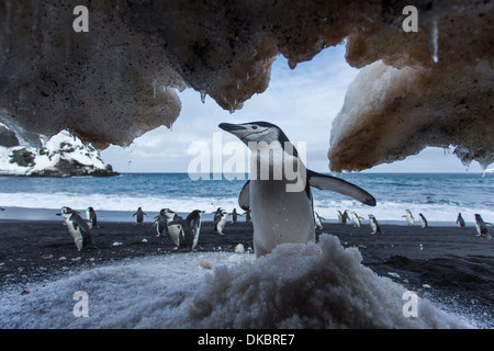 L'Antarctique, îles Shetland du Sud, jugulaire Penguin (Pygoscelis antarcticus) Comité permanent sous pente de neige sur l'Île Déception Banque D'Images