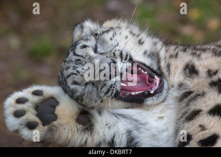 Snow Leopard cub, 7 mois. Banque D'Images