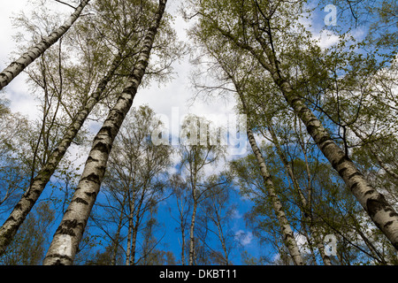 Le ver de la vue d'une forêt de bouleaux. Banque D'Images