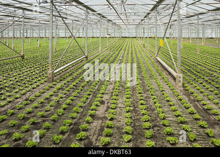 Sommaire La nouvelle plantation de jeunes plants de salades en serre en été - horizontal Banque D'Images