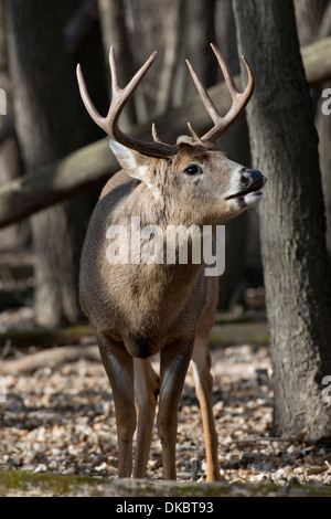 A Young Buck Whitetail sauvages à la mi-novembre au cours du rut Banque D'Images