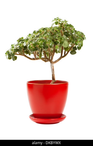 Arbre d'argent de jade (Crassula ovata) en rouge cache-pot Banque D'Images