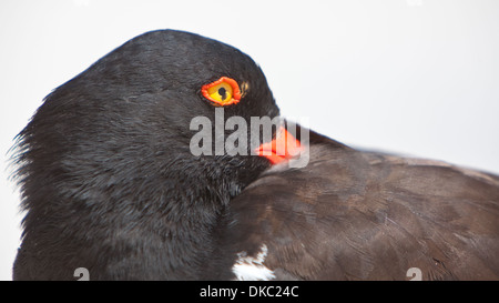 Oistercatcher Amérique Haematopus palliatus Banque D'Images