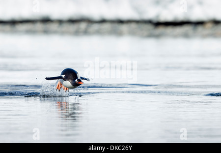 L'Antarctique, l'île de Cuverville, Gentoo pingouin (Pygoscelis papua) marsouinage le long du littoral près de rookery dans soleil du printemps Banque D'Images