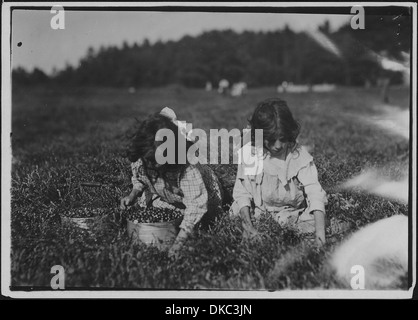 Camille Carmo et Justine, âgées de 7 et 9 ans, sont montrées en train de cueillir des cultures. L'enfant plus âgé choisit environ quatre seaux de produits par jour, tandis que le plus jeune participe également. Cette photo reflète le rôle des enfants dans le travail agricole, qui était courant dans certaines régions, en particulier pendant les saisons de récolte. Banque D'Images