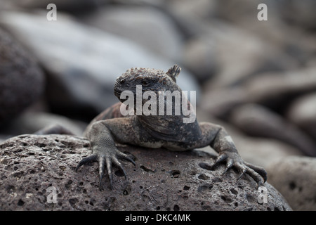 Iguane marin Amblyrhyncus christatus reptile Banque D'Images