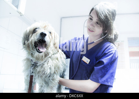 L'aide vétérinaire chien sur stéthoscope Banque D'Images