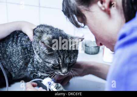 Le traitement vétérinaire chat domestique Banque D'Images