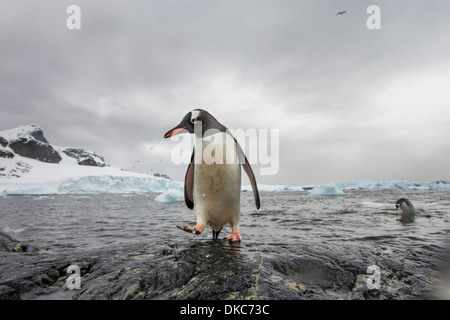 L'Antarctique, l'île de Cuverville, Gentoo pingouin (Pygoscelis papua) marche sur le long des rives rocheuses côte couverte de neige Banque D'Images