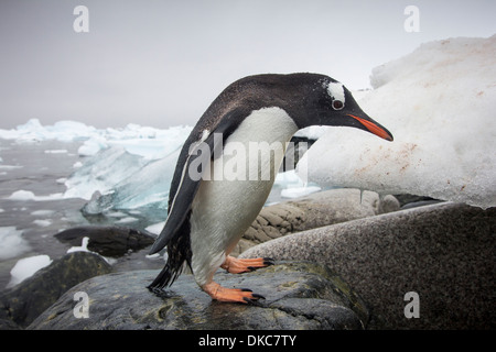 L'Antarctique, l'île de Cuverville, Gentoo pingouin (Pygoscelis papua) marche sur le long des rives rocheuses côte couverte de neige Banque D'Images