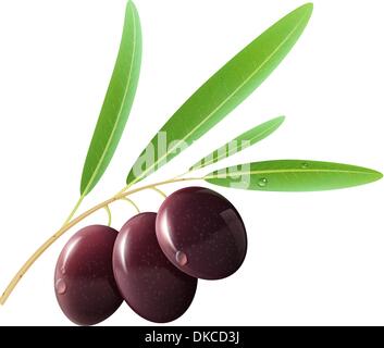 Vector illustration d'olives noires détaillées avec des feuilles sur fond blanc. Illustration de Vecteur