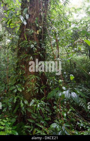 Forêt de nuages de Monteverde Costa Rica. Banque D'Images