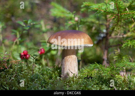 Cèpes (Boletus edulis) la culture des champignons Banque D'Images