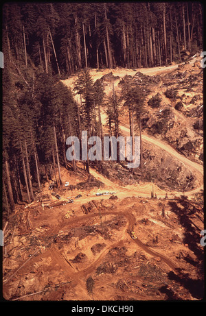 Cette image montre l'empiètement des routes de bois d'oeuvre et des activités de coupe à blanc dans une forêt de pins. La perturbation causée par les pratiques d'exploitation forestière est visible, les arbres étant abattus et les zones forestières étant défrichées pour l'extraction de bois. Banque D'Images