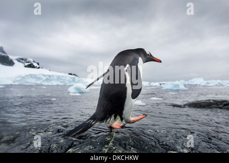 L'Antarctique, l'île de Cuverville, Gentoo pingouin (Pygoscelis papua) marche sur le long des rives rocheuses côte couverte de neige Banque D'Images