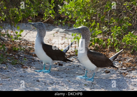 Sula leucogaster Blue Footed Booby afficher Banque D'Images