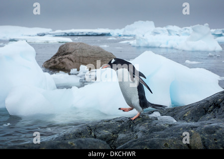 L'Antarctique, l'île de Cuverville, Gentoo pingouin (Pygoscelis papua) marche sur le long des rives rocheuses côte couverte de neige Banque D'Images