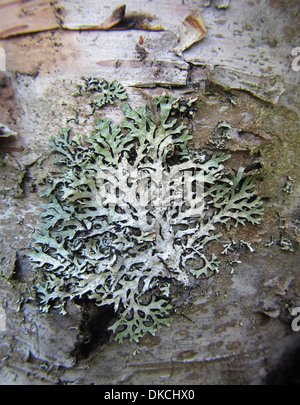 Treeflute lichen sur un bouleau. Je crois sincèrement qu'il faut bien que quelques terebrata Menegazzia ont suggéré genre Parmelia. Banque D'Images