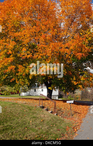 Maple tree leaves changing colours in Autumn. New England, USA. Banque D'Images