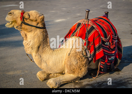Chameau de bédouin Banque D'Images