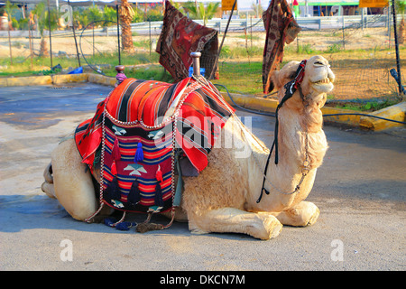 Chameau de bédouin Banque D'Images