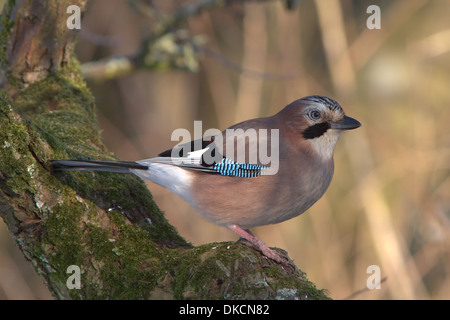 Un Jay perché sur la branche d'un arbre Banque D'Images
