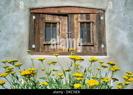 Fleurs d'achillée dans jardin avec fenêtre historique Adobe maison. Taos, Nouveau Mexique. Banque D'Images