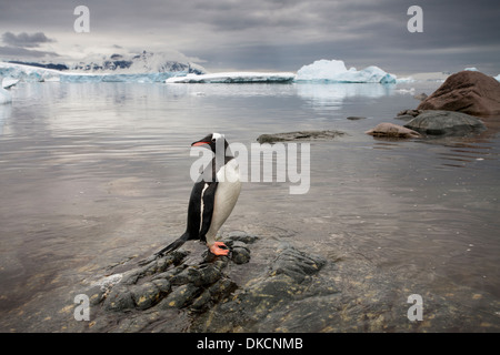 L'Antarctique, l'île de Cuverville, Gentoo pingouin (Pygoscelis papua) Comité permanent sur la rive rocheuse le long de côte couverte de neige Banque D'Images