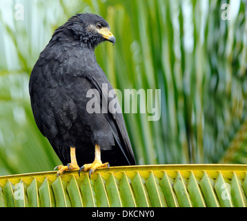 Un Black Hawk (Buteogallus anthracinus) est perché sur un palmier sur la plage de Tortuguero. Parc National de Tortuguero, Limon Banque D'Images