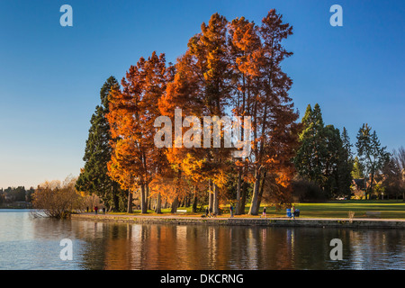 Couleurs d'automne de cyprès chauve, Taxodium distichum, dans la région de Green Lake Park, Seattle, Washington State, USA Banque D'Images