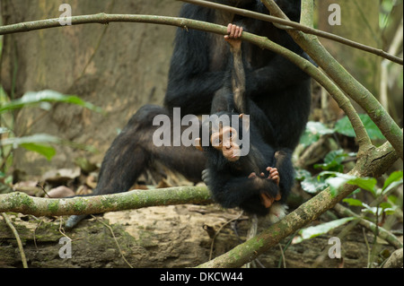 Le chimpanzé, Pan troglodytes, mère et bébé, Mahale Mountains National Park, Tanzanie Banque D'Images