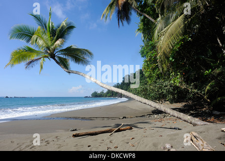 Un cocotier (Cocos nucifera) inclinées sur une plage de sable idyllique. Drake Bay, parc national de Corcovado, Golfito, Costa Rica Banque D'Images