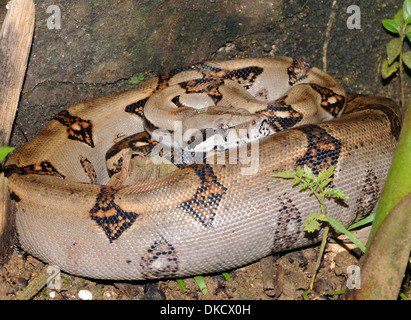Un petit boa constrictor (Boa constrictor) enroulé à l'arrière d'un lit de fleurs dans un jardin de l'hôtel. La baie Drake, national Corcovado Banque D'Images