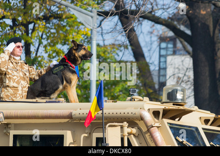 Le MRAP Cougar véhicule de mobilité d'infanterie, d'un soldat et la détection des IED salut chien - 1er décembre, le défilé de la fête nationale de Roumanie Banque D'Images