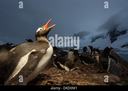 L'Antarctique, l'île de Cuverville, Flash lumineux portrait de Gentoo pingouin (Pygoscelis papua) nichant dans rookery at Dusk Banque D'Images