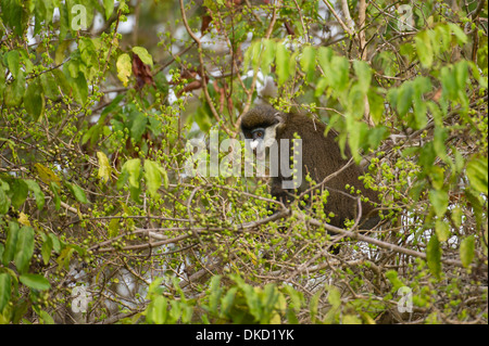 Singe à queue rouge (Cercopithecus ascanius), Mahale Mountains National Park, Tanzanie Banque D'Images