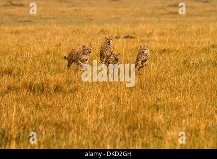 Le guépard, Acinonyx jubatus chasing proie Banque D'Images