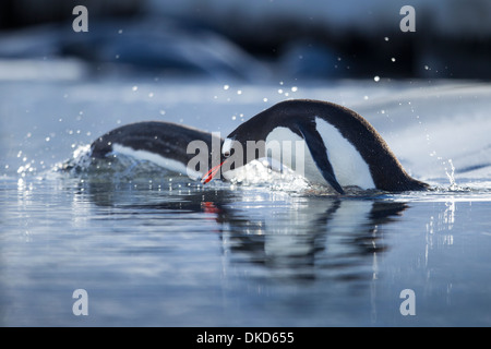 L'Antarctique, l'Île Anvers, manchots papous (Pygoscelis papua) plongée dans l'eau près de Port Lockroy Banque D'Images