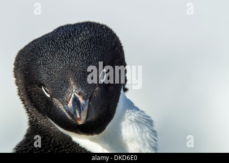 L'Antarctique, l'Île Petermann, Close-up portrait of manchot Adélie (Pygoscelis adeliae) sur des rookery Banque D'Images