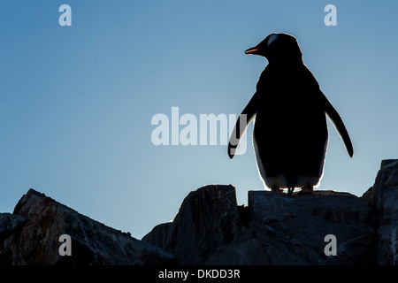 L'Antarctique, l'Île Petermann, Silhouette de Gentoo pingouin (Pygoscelis papua) debout dans le long du détroit de Penola the rookery Banque D'Images