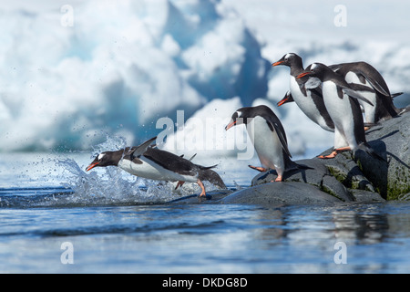 L'Antarctique, l'Île Petermann, ligne de manchots papous (Pygoscelis papua) sauter dans ocean à partir de la côte rocheuse Banque D'Images