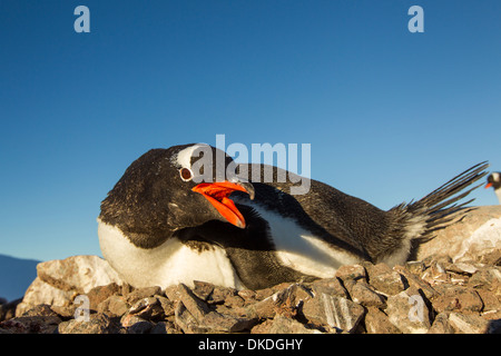 L'Antarctique, l'Île Petermann, Gentoo pingouin (Pygoscelis papua) nichant en colonie sur l'éperon rocheux le long du détroit de Penola Banque D'Images