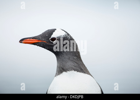 L'Antarctique, l'île de Cuverville, Close-up de Gentoo pingouin (Pygoscelis papua) le long des rives couvertes de neige Banque D'Images