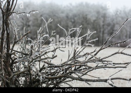 Branches de saule recouverte de glace et de glaçons après un événement de pluie verglaçante Banque D'Images