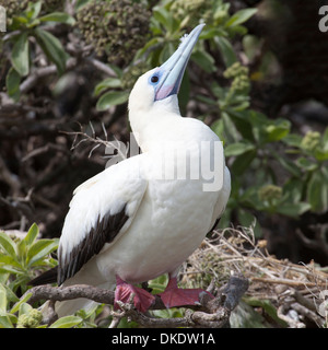 Booby à pieds rouges (Sula sula rubripes), mue de couleur blanche perchée sur un arbuste Banque D'Images