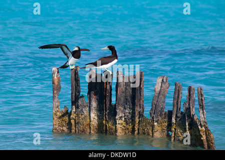 Brown Boobies (Sula leucogaster) perchée sur de vieux pilings rouillés dans Papahanaumokuakea Marine National Monument Banque D'Images