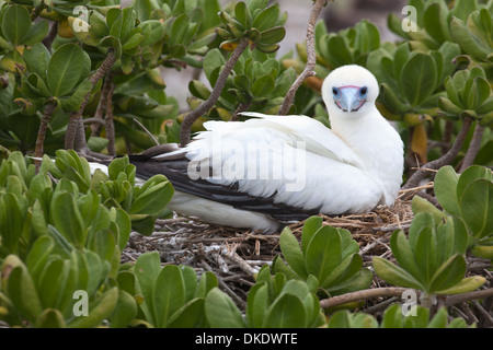 Booby à pieds rouges (Sula sula rubripes), mue de couleur blanche sur le nid dans l'arbuste, Papahanaumokuakea Marine National Monument Banque D'Images