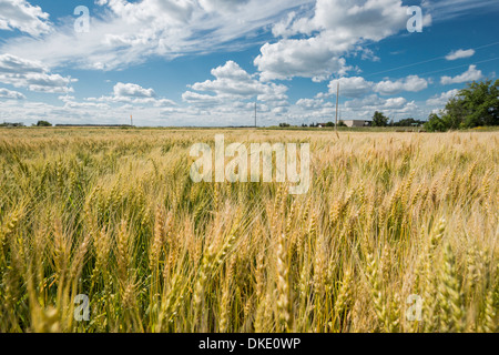 Le mûrissement du blé dans une ferme des prairies, sous un ciel d'été bleu typique avec puffy nuages blancs. Banque D'Images