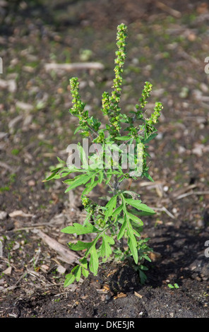 La petite herbe à poux Ambrosia - 12 Banque D'Images