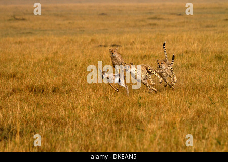 Le guépard, Acinonyx jubatus chasing proie Banque D'Images